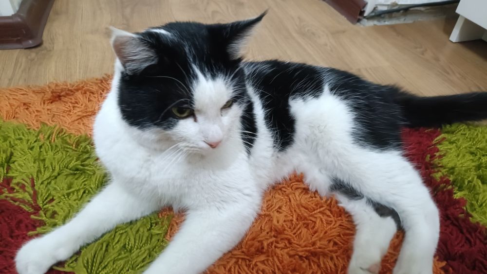 Отдадим кота, в добрые руки