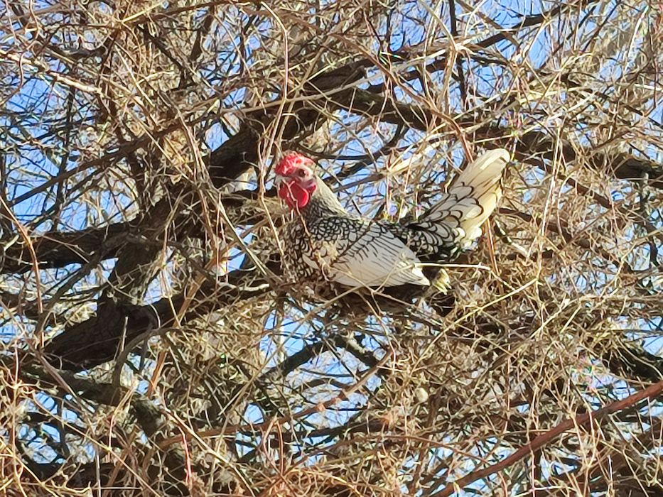 Продам шикарных сибрайтов