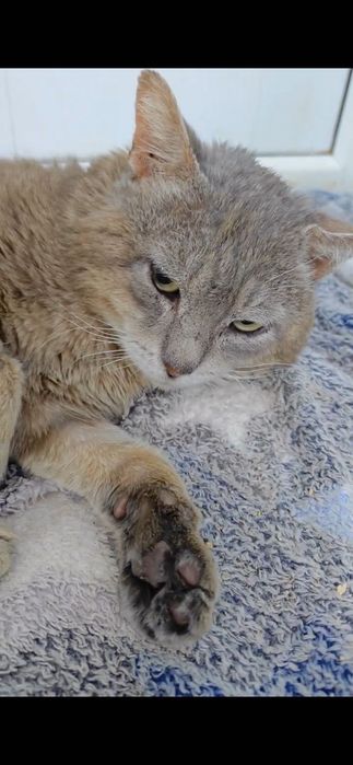 Ищем дом для кота по имени Граф