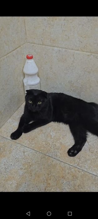 Кошка, вислоухая