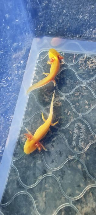 Axolotl golden .