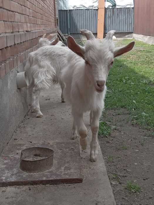 Зааненский  лақ лақ