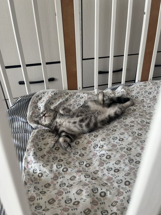 Котенок шотландец