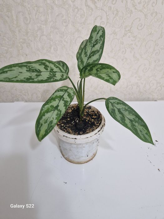 Продам цветы на калта