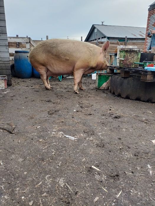Продам племенного хряка