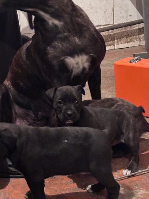 Продам щенков питбуля