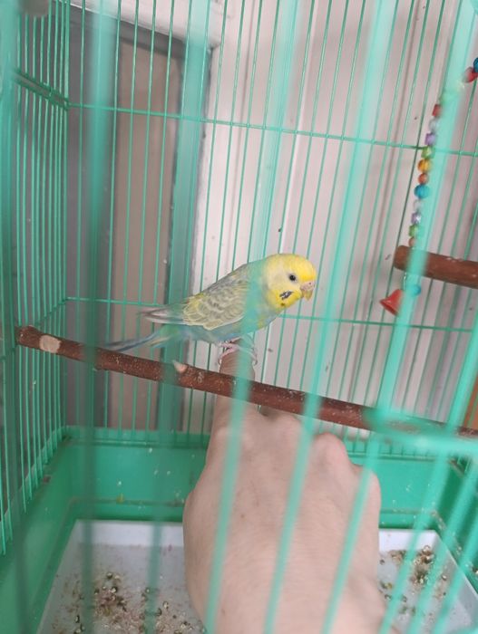 Радужные попугаи пара