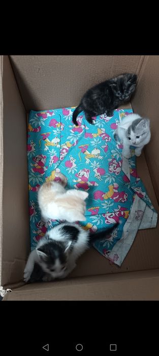 Продам котят. Продам