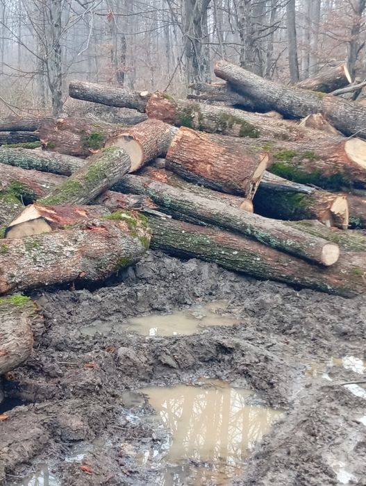 Vând lemn de foc esență tare transport gratuit