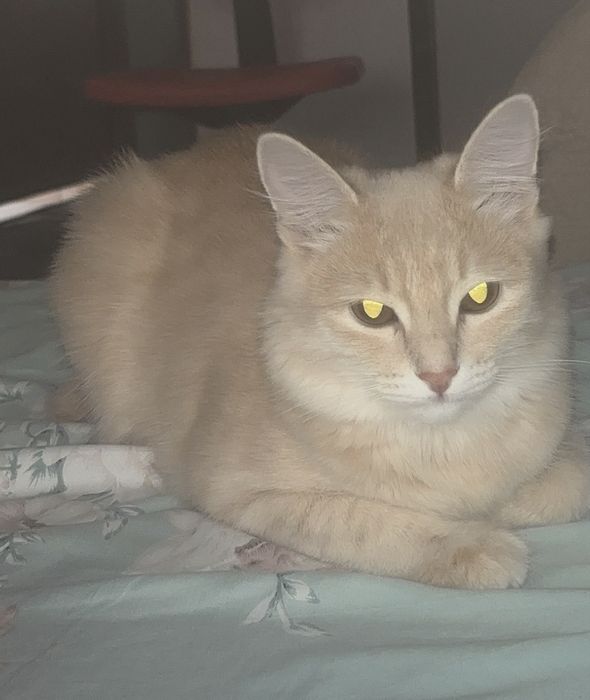 Продается кошка срочно