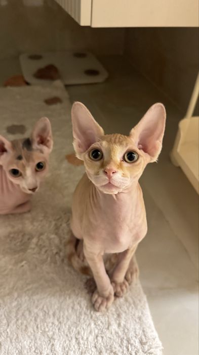 Сфинкс мальчик 3 месяца