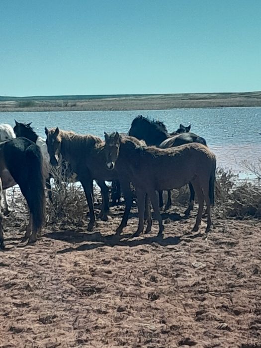Еркек тайлар сатылады  7-бас