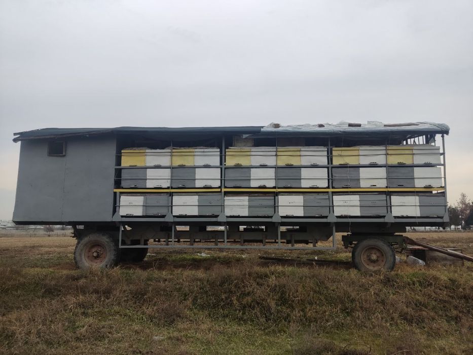 Asal ari prisepti sotiladi