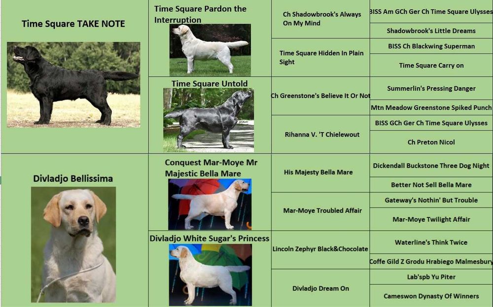 catel labrador calitate deosebita