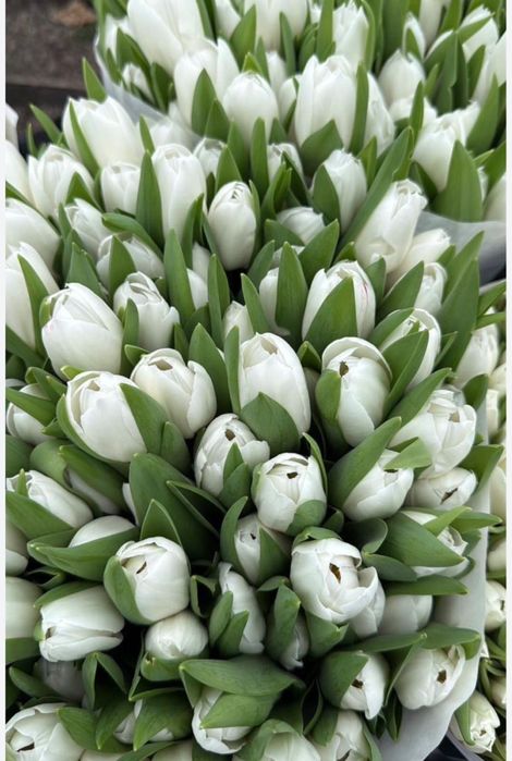 тюльпаны оптом 700тг!