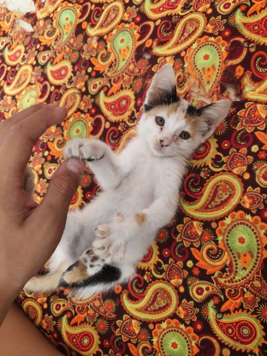 Отдам в добрые руки очаровательную котёнка-девочку (1 месяц)