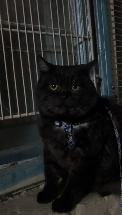 Ищем кота/Пропал кот