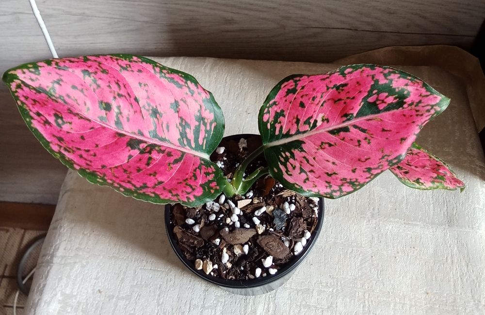 В продаже аглаонема и калатея