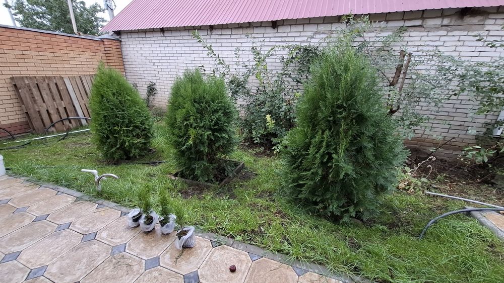 Рассада ТУЯ 45 сантиметров