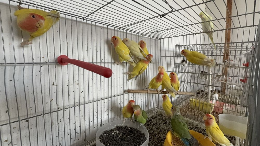 Попугаи неразлучники