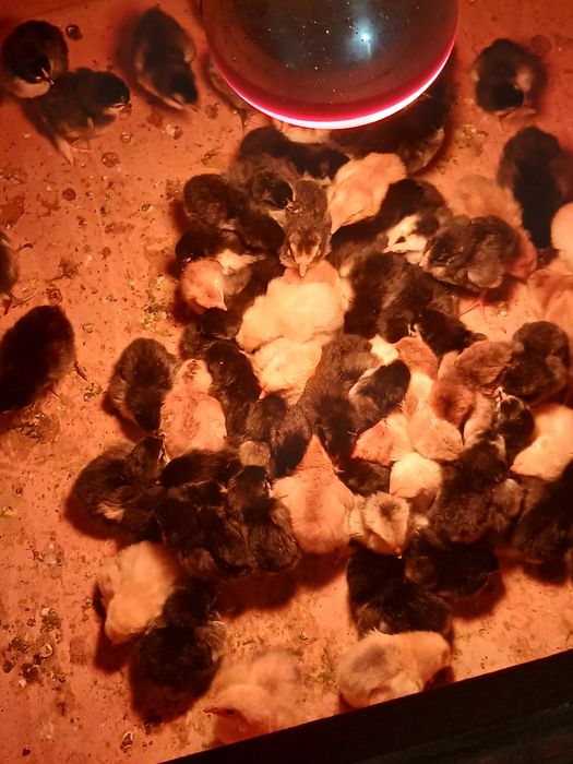 Pui australorp,brahma si gaini de casă