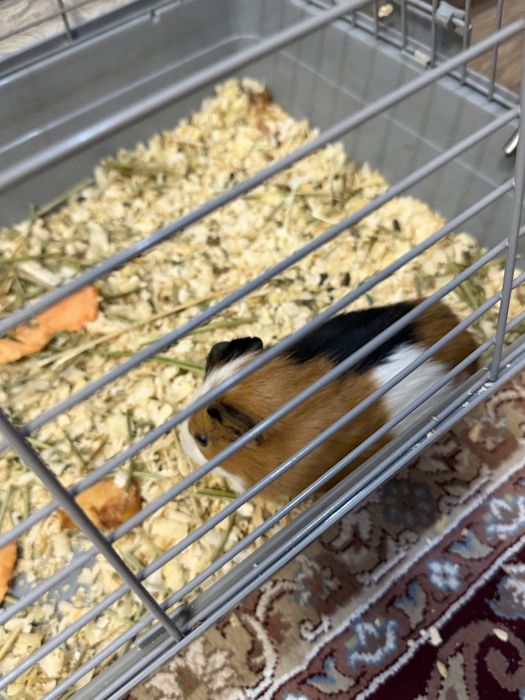 Продам морских свинок