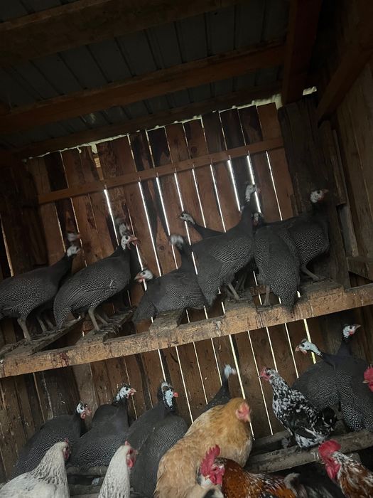 Vând bibilici sănătoase,