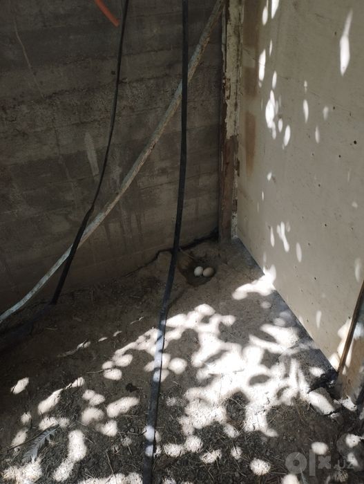 Tovuq joʻja kurka oʻrdak brama shamo sotiladi