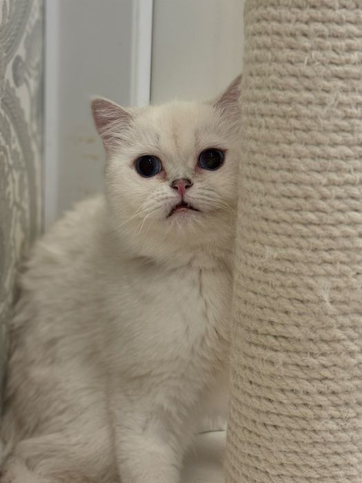 Британская шиншилла