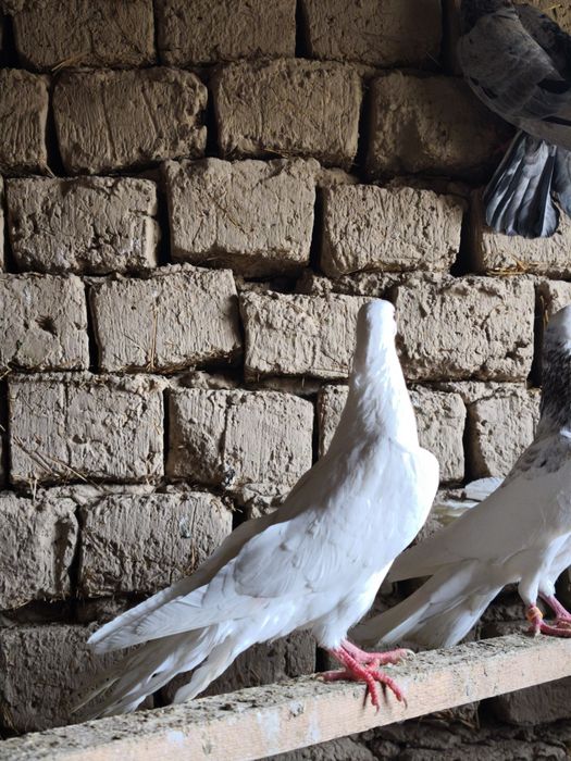 Шыракахвост Маладой голуб