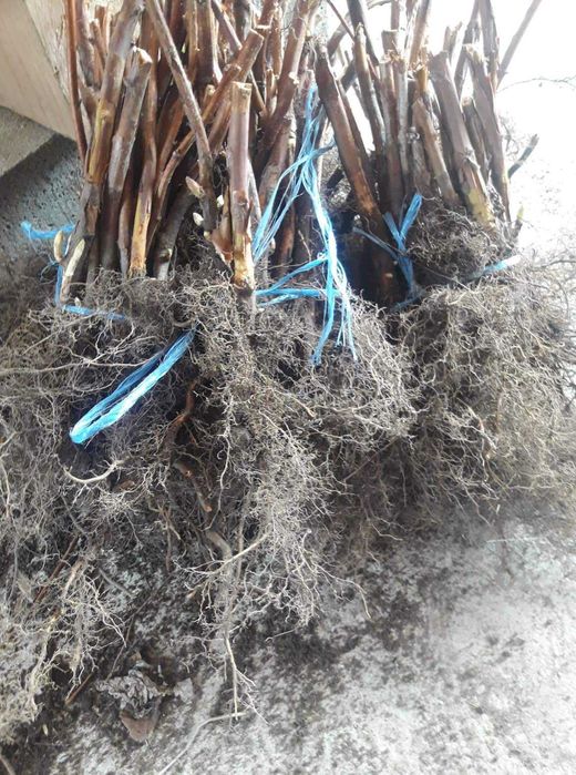 Расзад ягоди и малини от производител