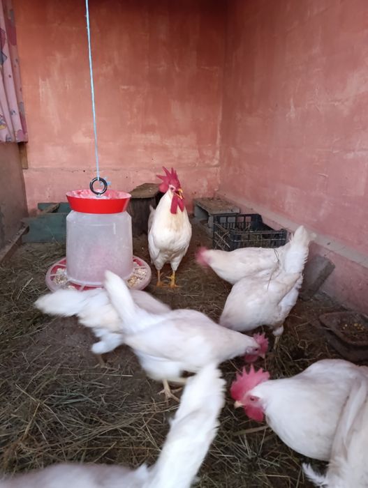 Ouă incubat leghorn alb