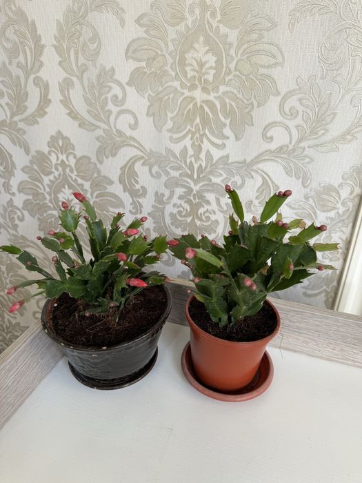 Шлюмбергера (декабрист)