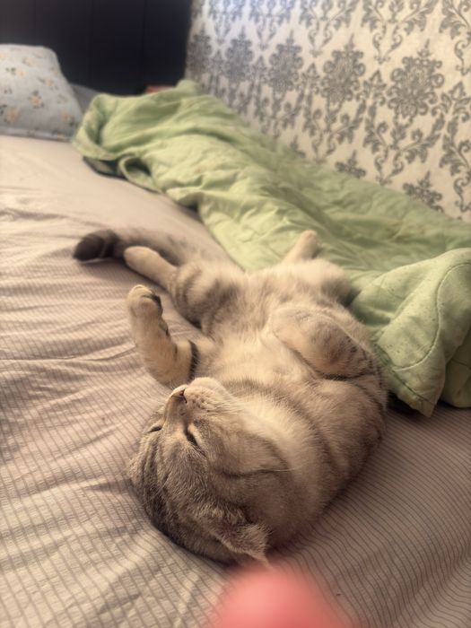 Сдается кот для вязки