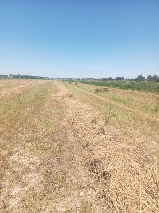 Продам люцерна, жонышка