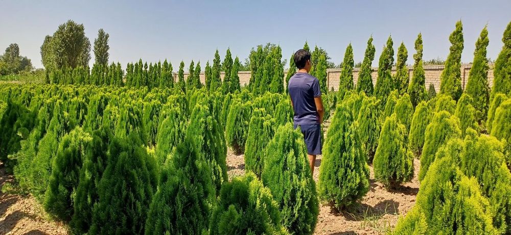 Harxil turdagi archalar va daraxtlar bor