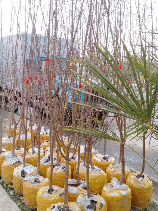 Sutuvda mevali kòchatlar bor