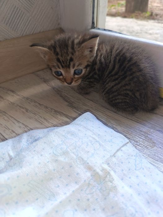 Котята бесплатно