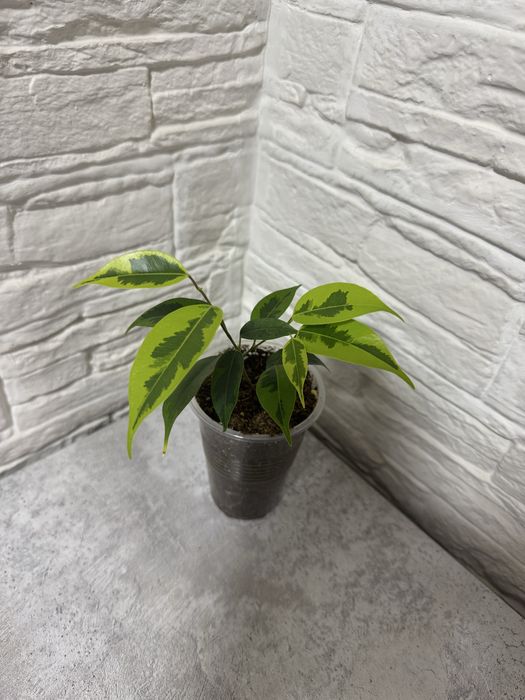 Продаю комнатные цветы