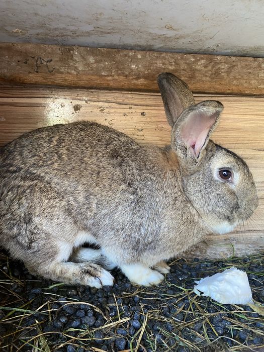 Самец кролик