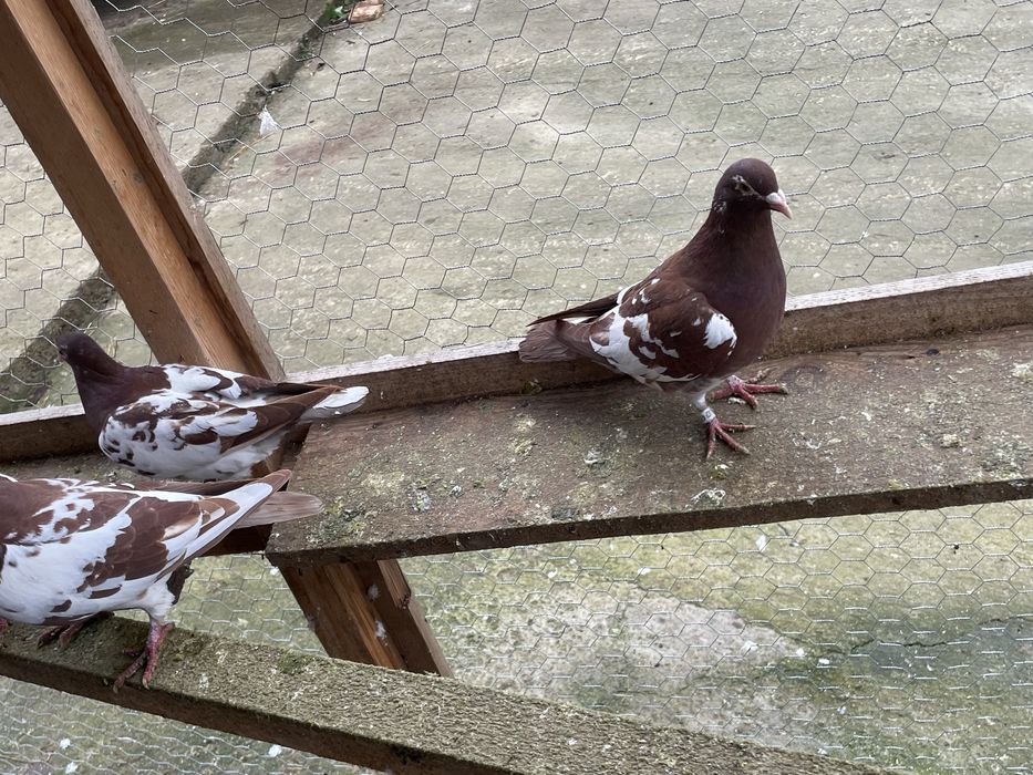 Vand/Schimb Porumbei voiajori si meulemans