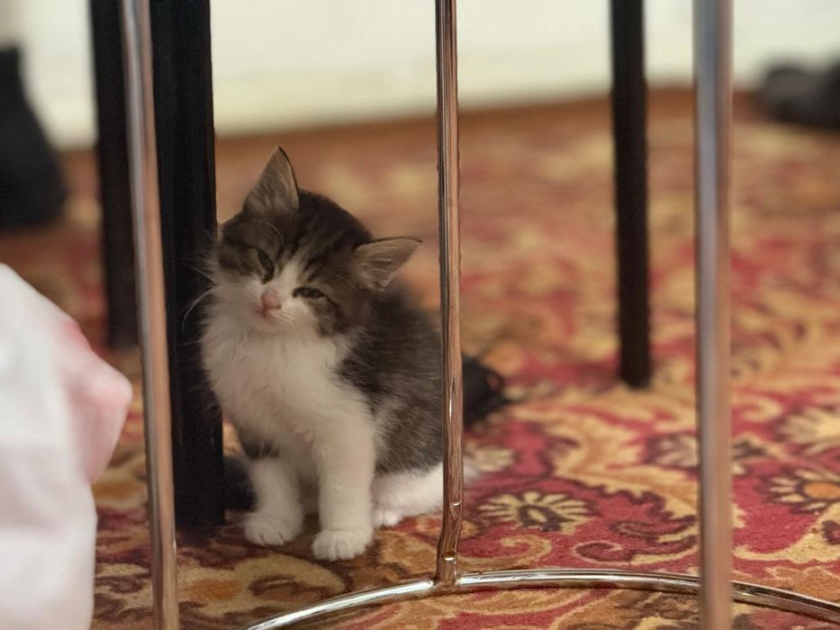 2 айлык марғау сүикімді ахылды мысык