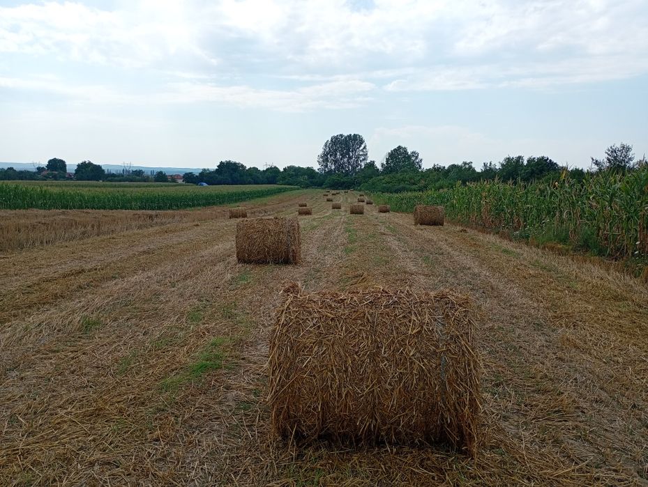 Vând baloți de paie