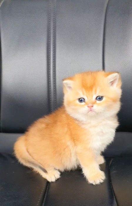 Zalatistiy shinshila Britan kobbylar sotiladi