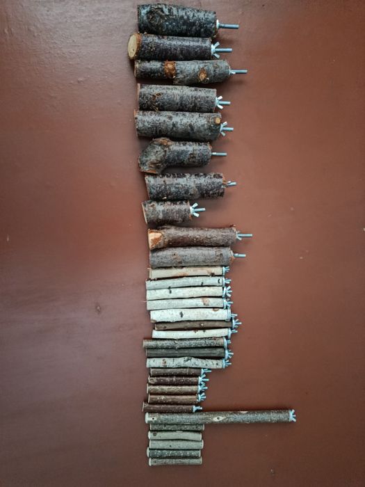 2 пара волнистий, 1 пара карелла