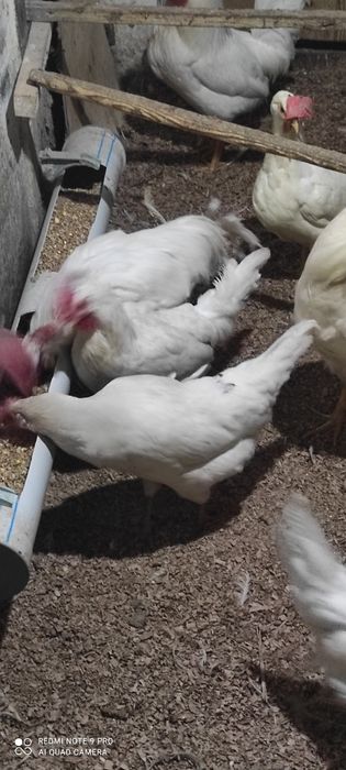 Продам курей несушек