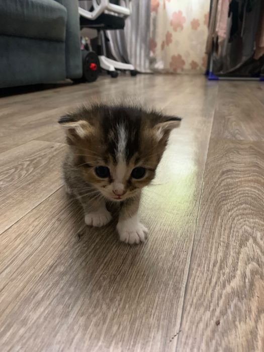 Продам чистокровных котят