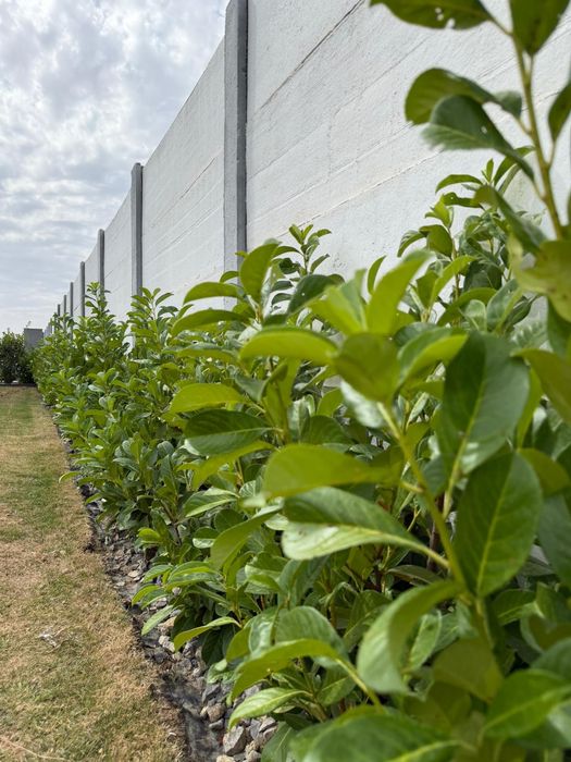 Prunus lauroceras pentru gard viu