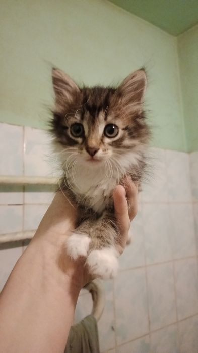Котенок в добрые руки(с лотком
