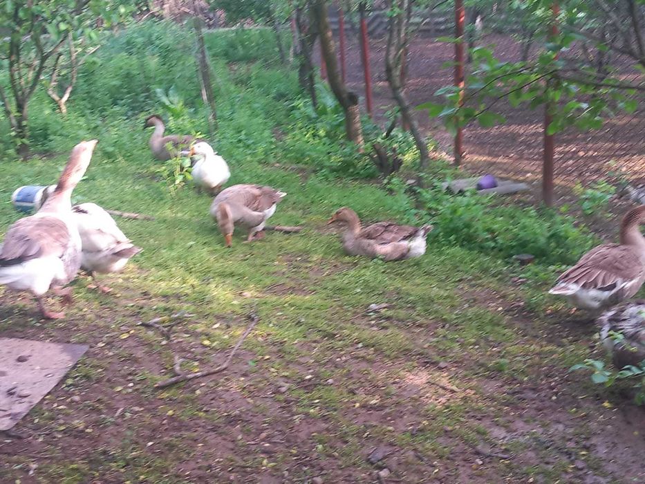 Gaste romanesti de vanzare